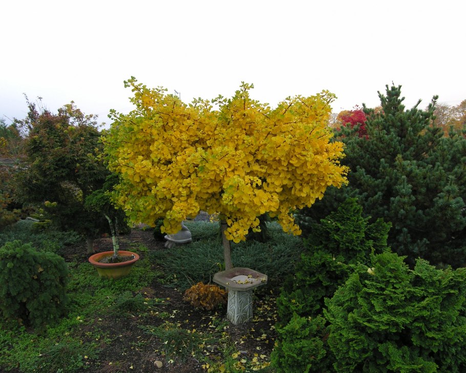 Гинкго двулопастный 'Mariken'