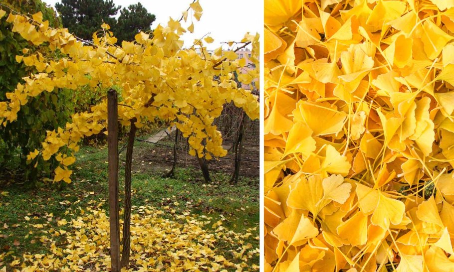 Серебряный гинкго дерево