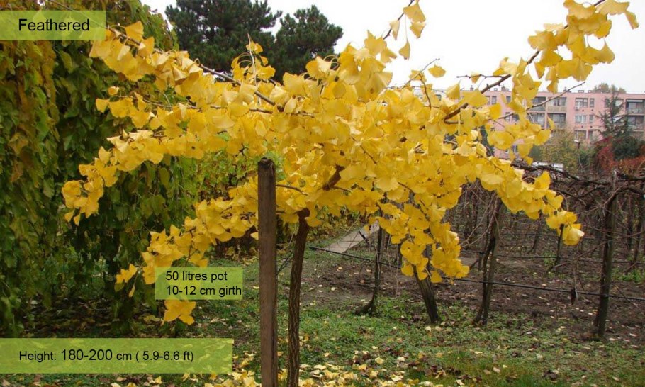 Растение гинкго двулопастный