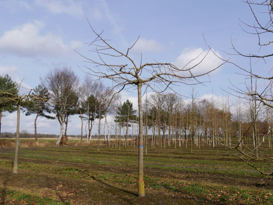 Гинкго билоба на штамбе