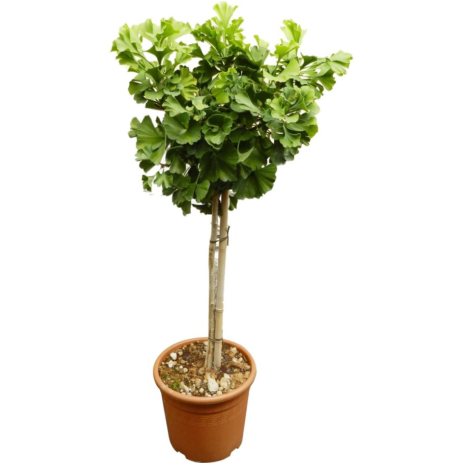 Гинкго двулопастный Менхир