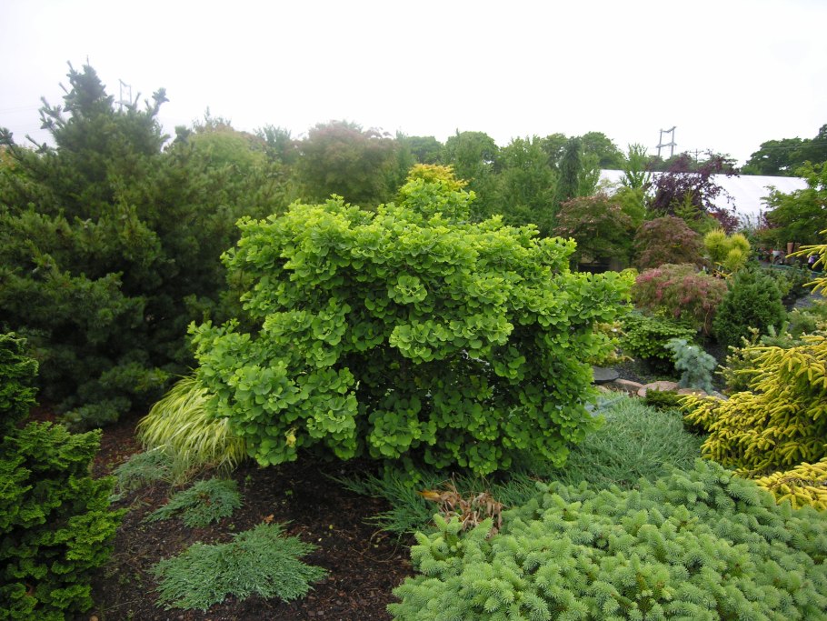 Гинкго березы