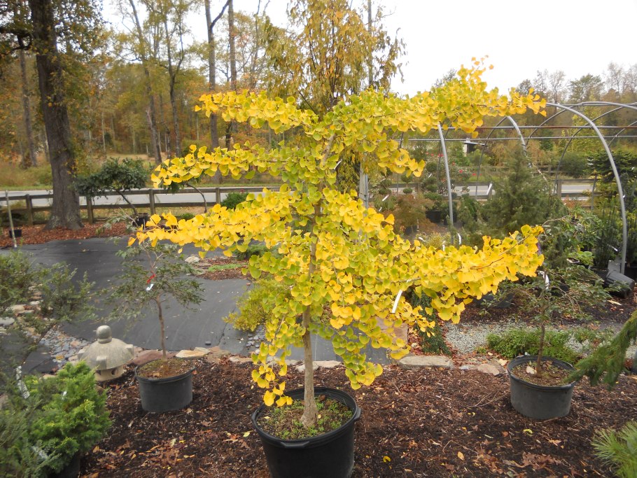 Гинкго Пендула