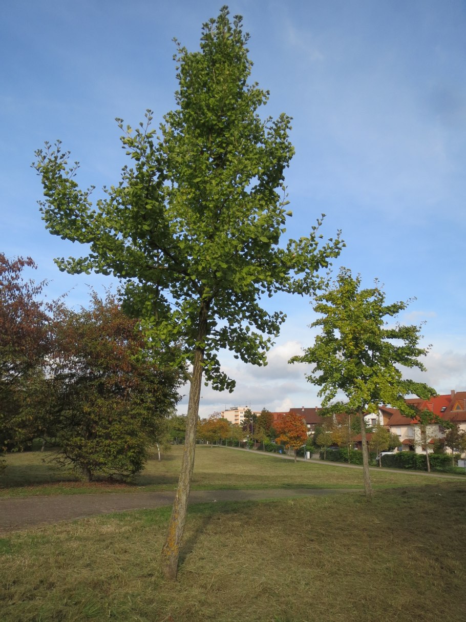 Гинкго билоба дерево