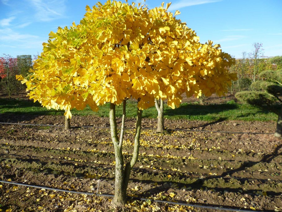 Ginkgo Biloba Globus