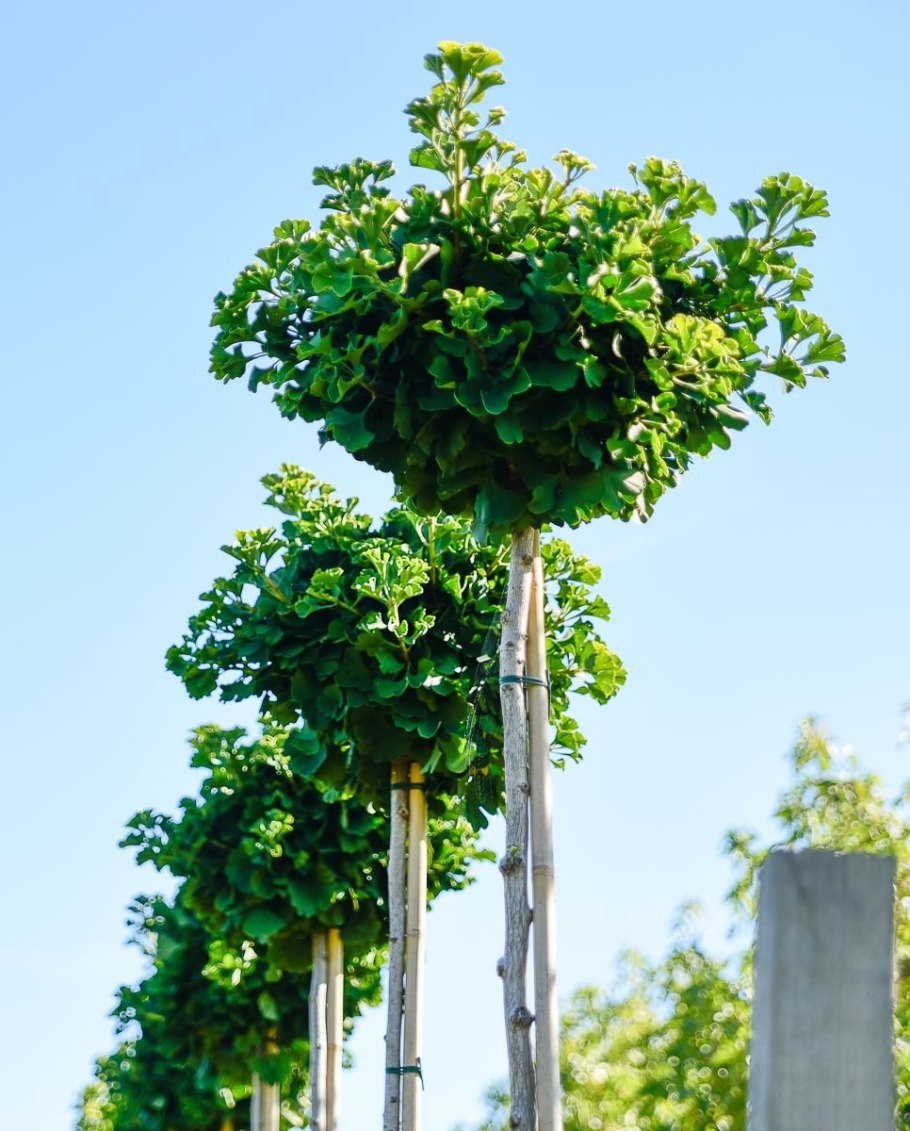 Гинкго Марикен