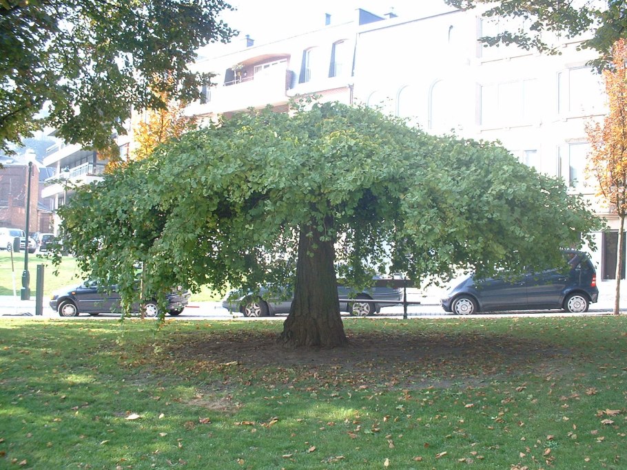 Гинкго билоба "Ginkgo Biloba"