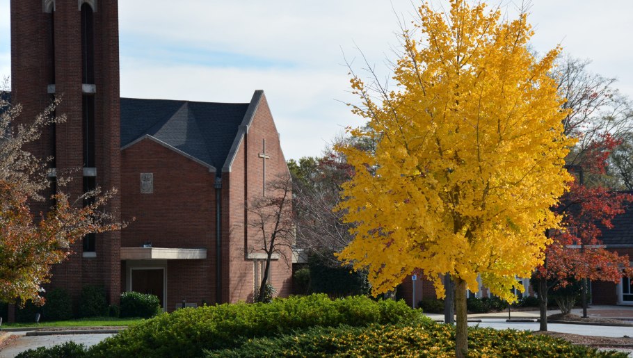 Гинкго билоба растение