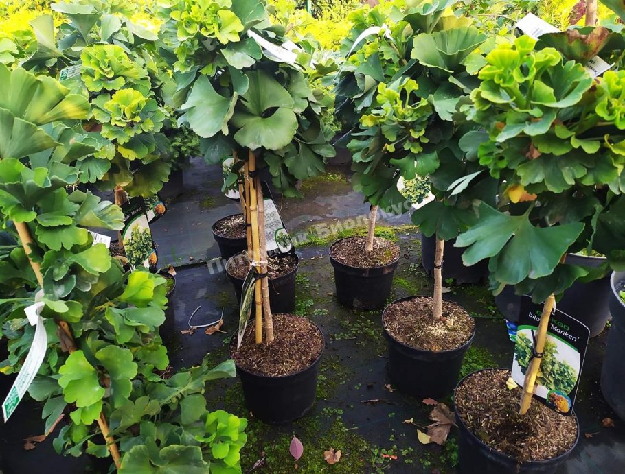 Гинкго билоба Франция