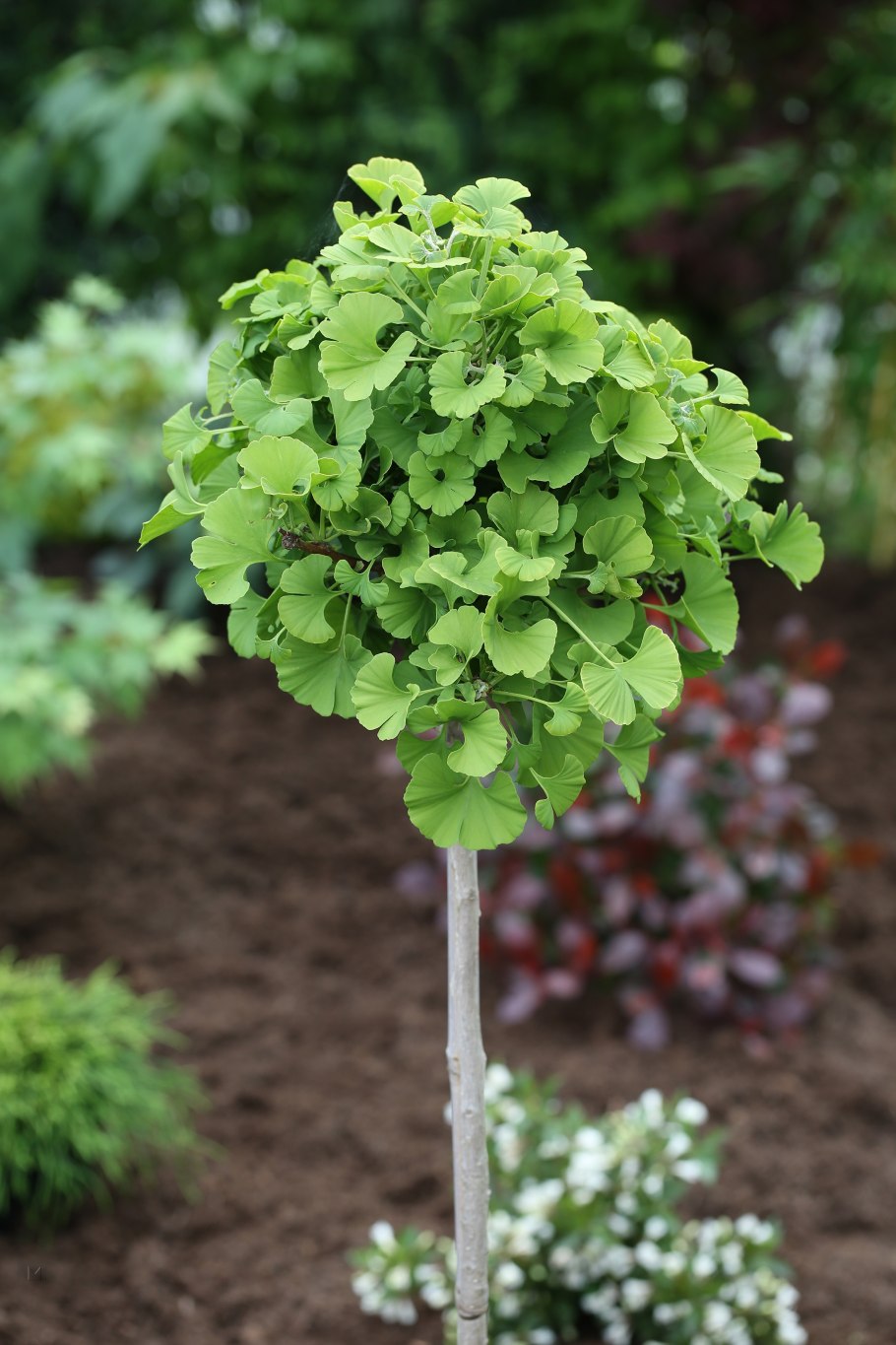 Ginko Biloba дерево плантации