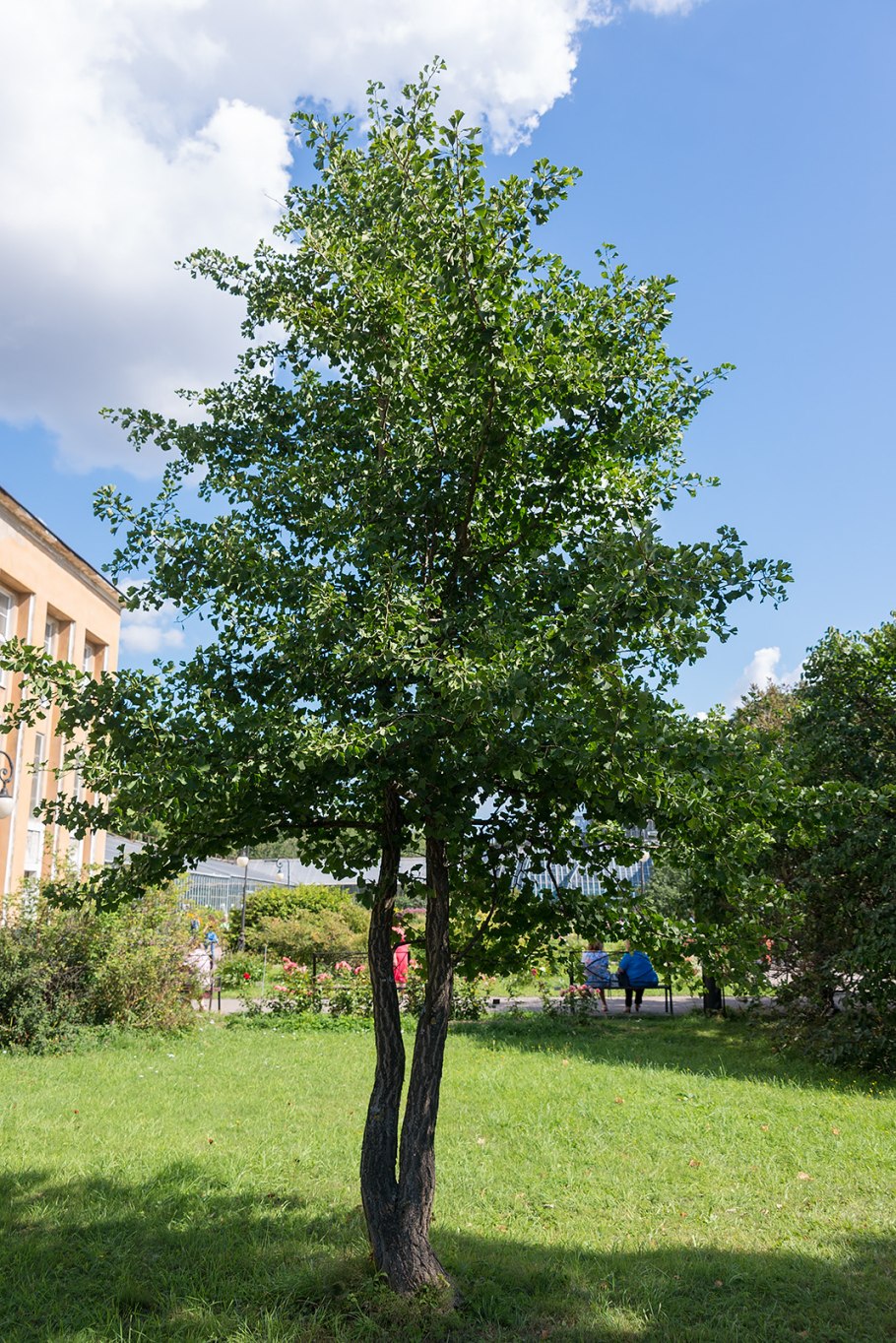 Гинкго билоба ветвление