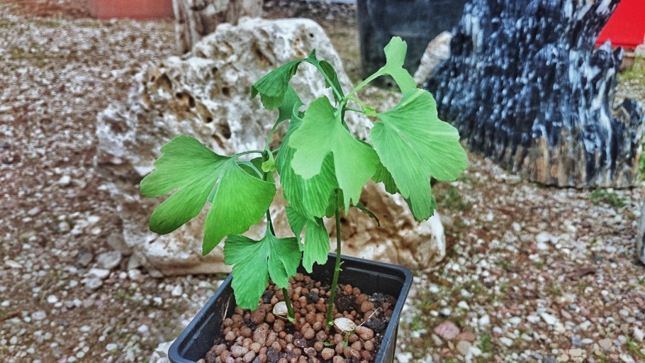 Гинкго двулопастный дерево