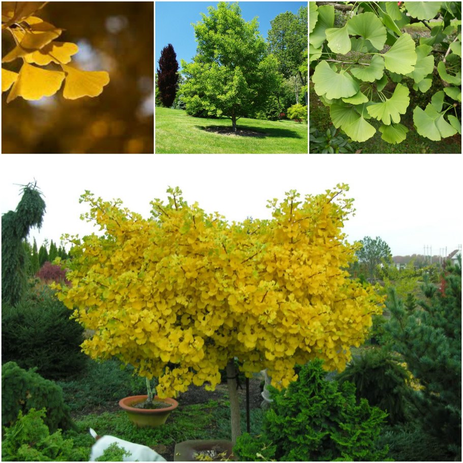 Дерево гинкго Большаково