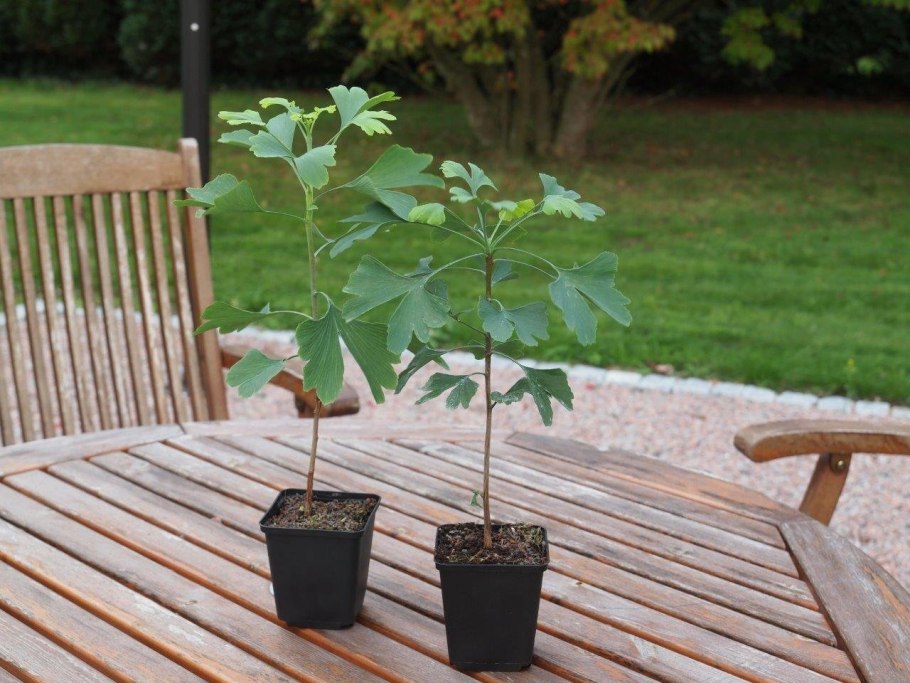 Гинкго двулопастный дерево