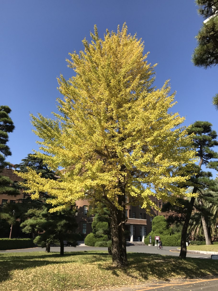 Ginkgo Biloba 'Princeton Sentry'