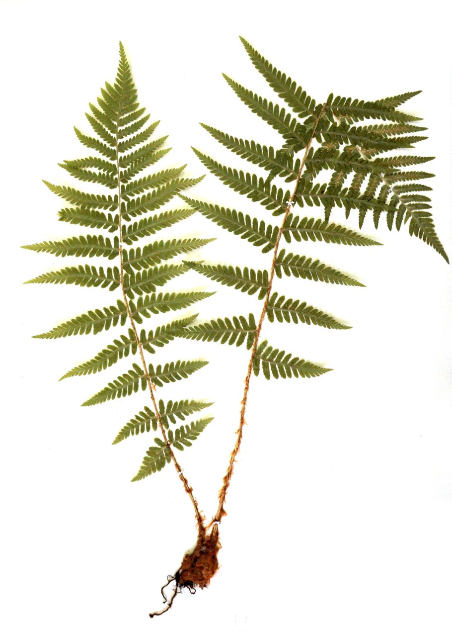 Щитовник мужской классификация