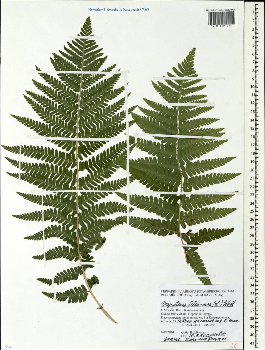 Папоротник Щитовник кочедыжник орляк