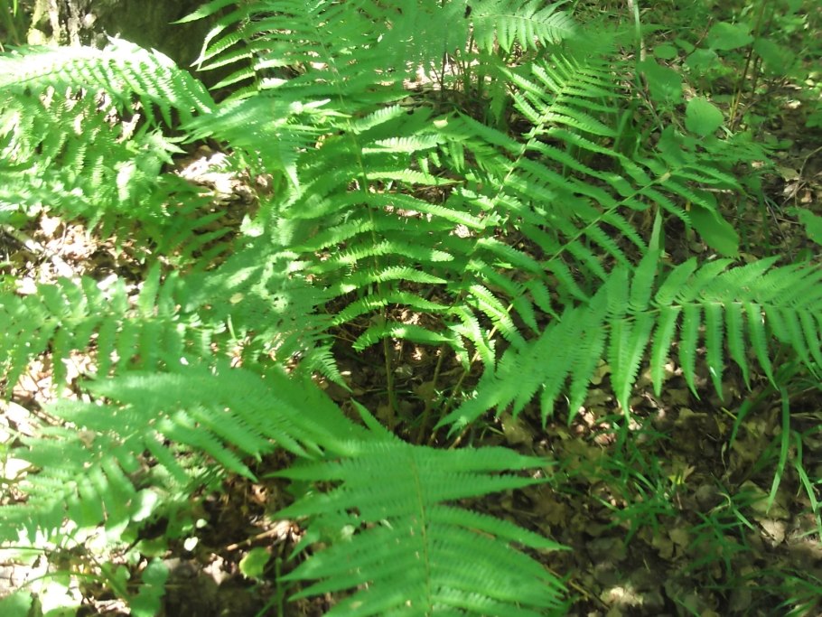 Щитовник Мексика