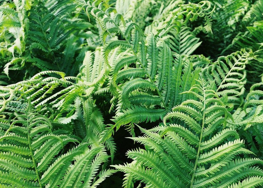 Орляк обыкновенный (Pteridium aquilinum)