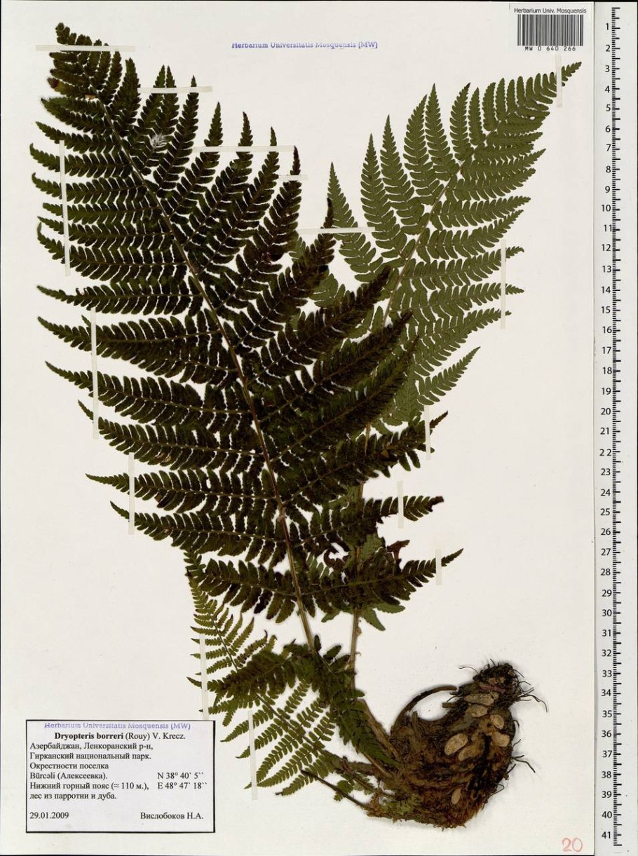 Папоротник орляк страусник Щитовник
