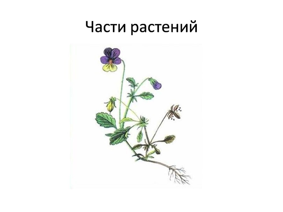 Цветы в окружающий мир 1 класс 1 часть