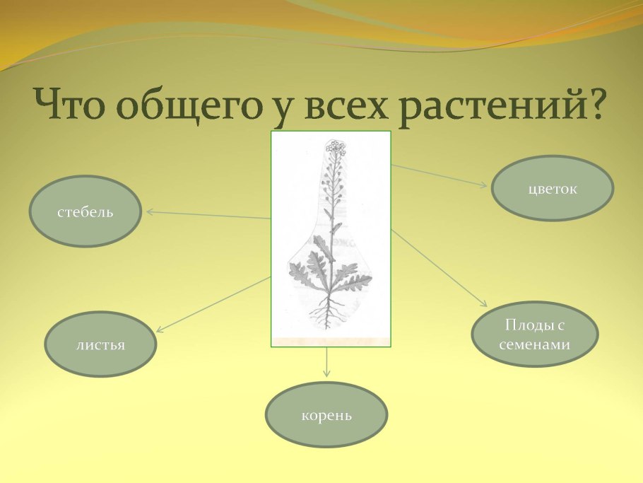 Строение цветка для детей