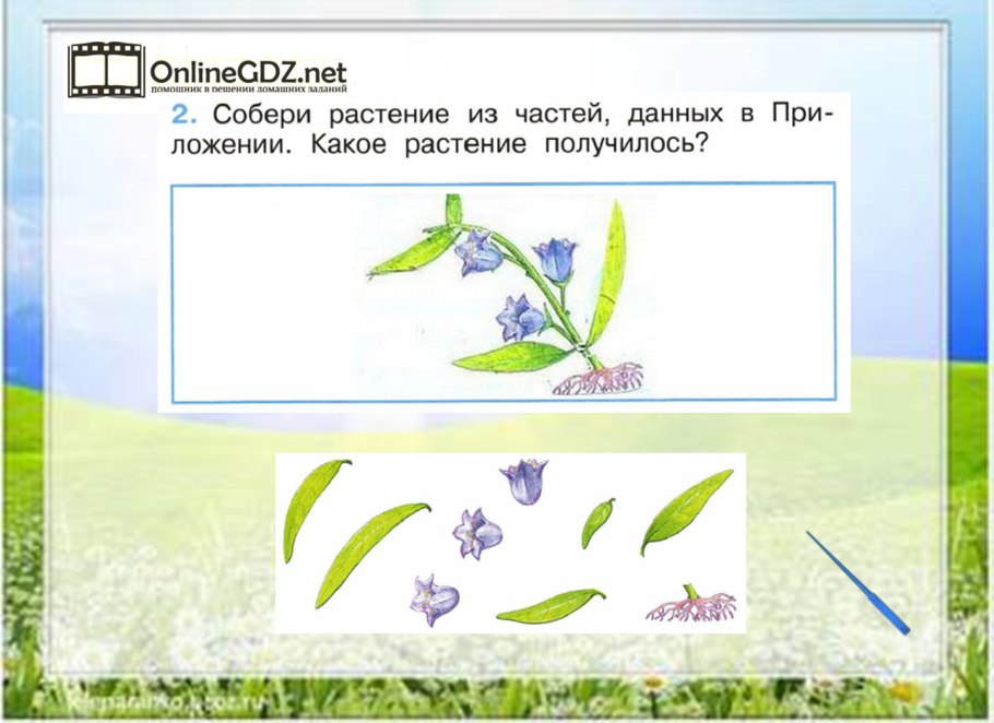 Органы цветкового растения Мак