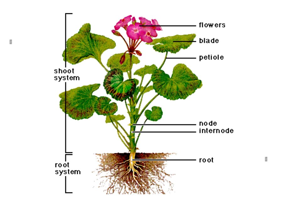 Части растений 1 класс
