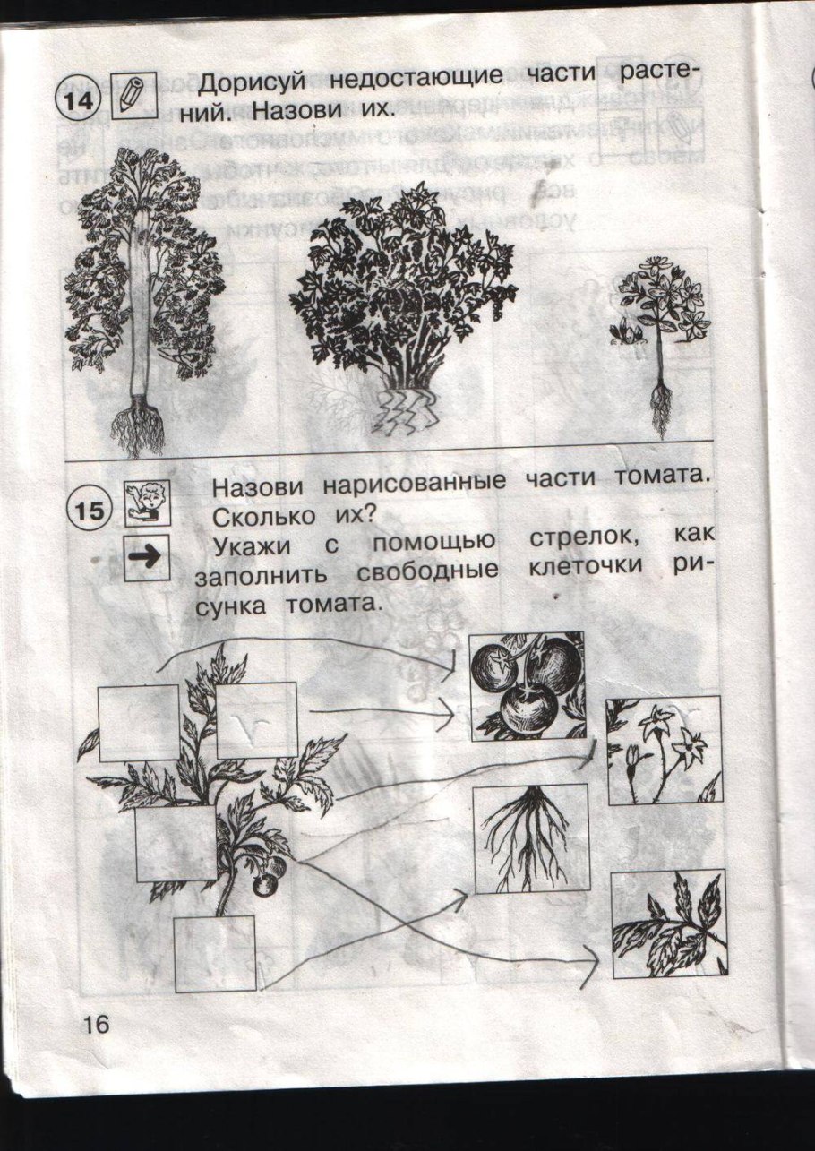 Строение стеблевой части цветка схема