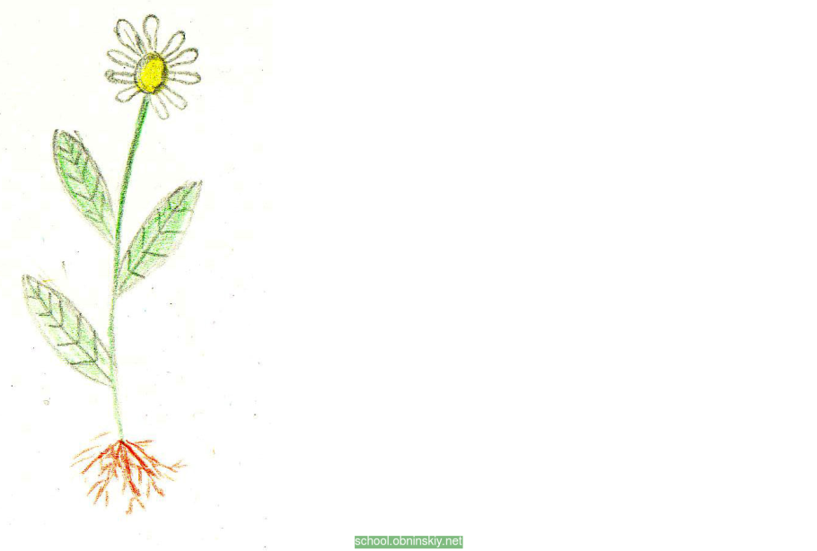 Схема строения цветкового растения