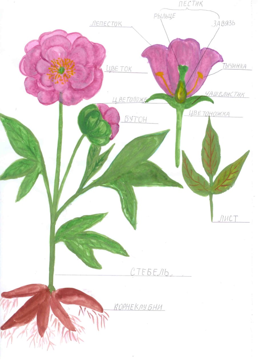 The Part of the Plant and their functions