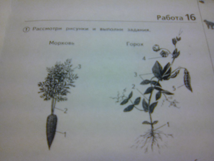 Придаточные корни у растений