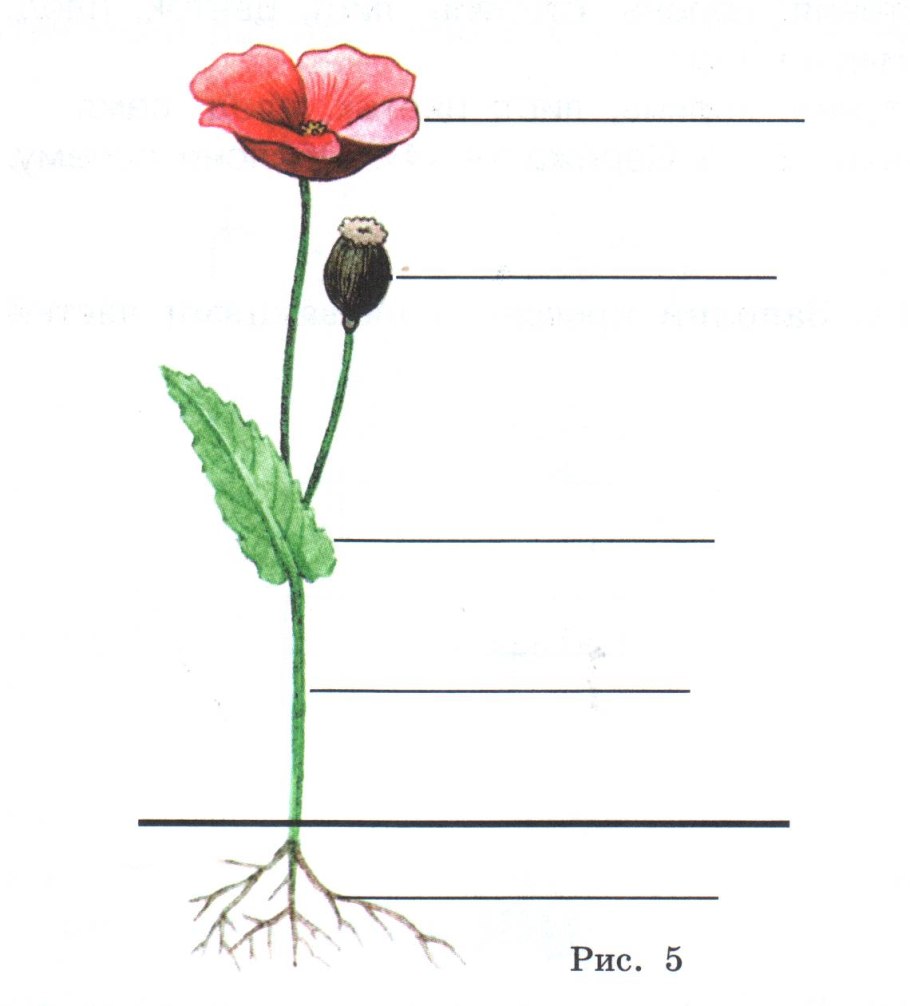 Подпиши части растения 1 класс