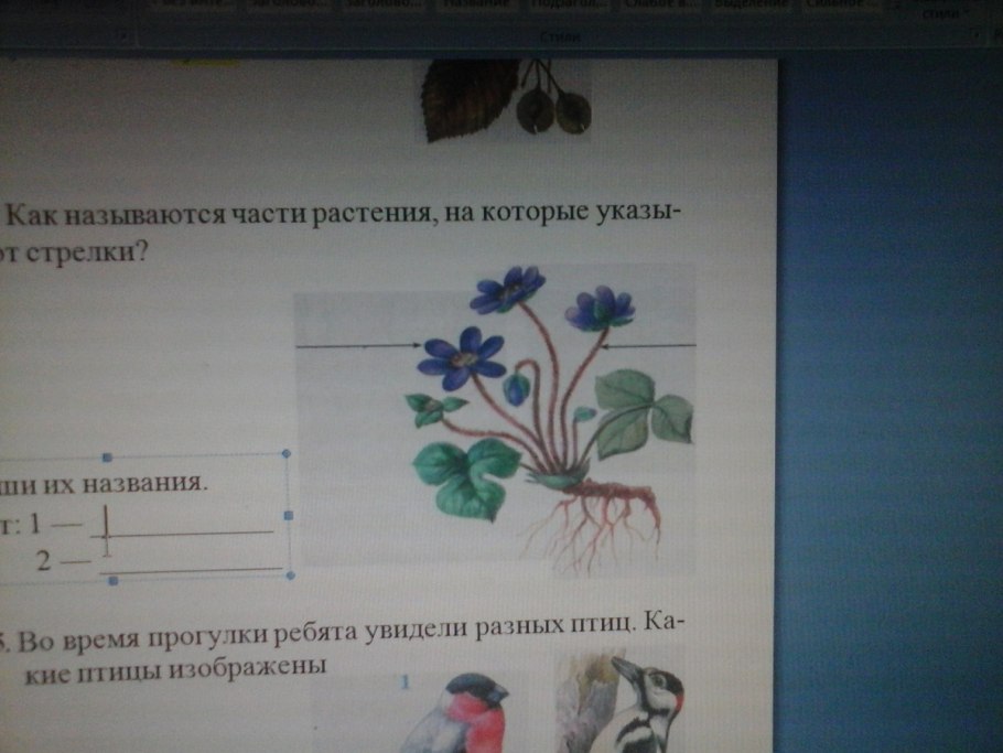 Мир растений 1 класс