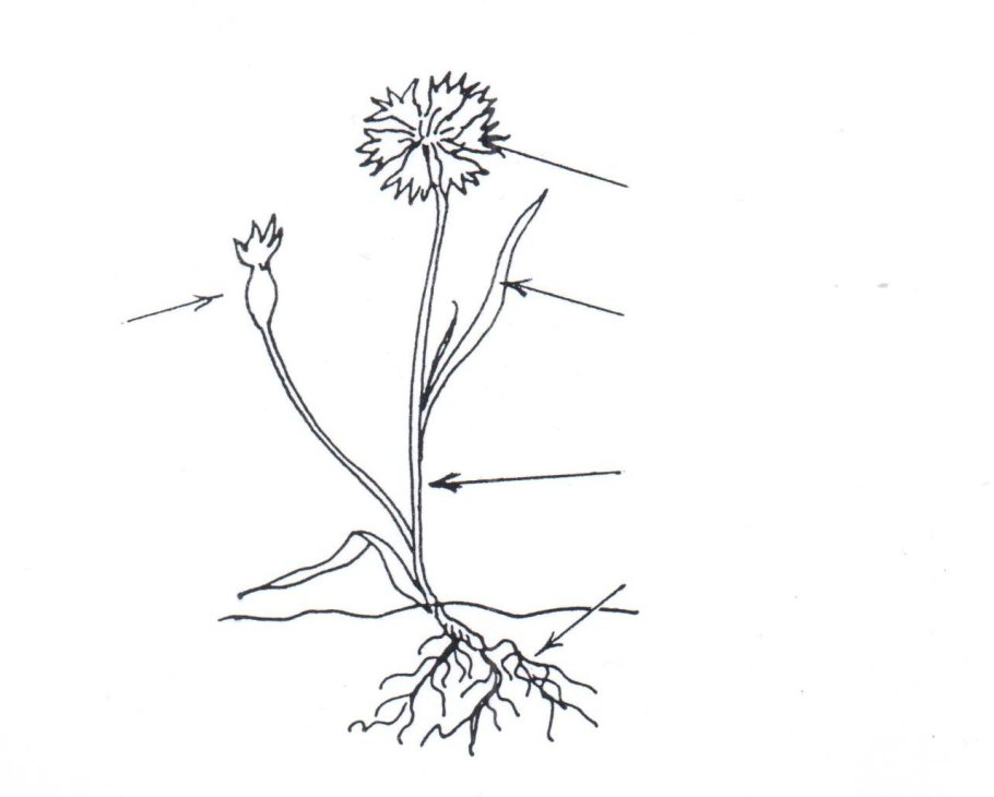 Части растений задания