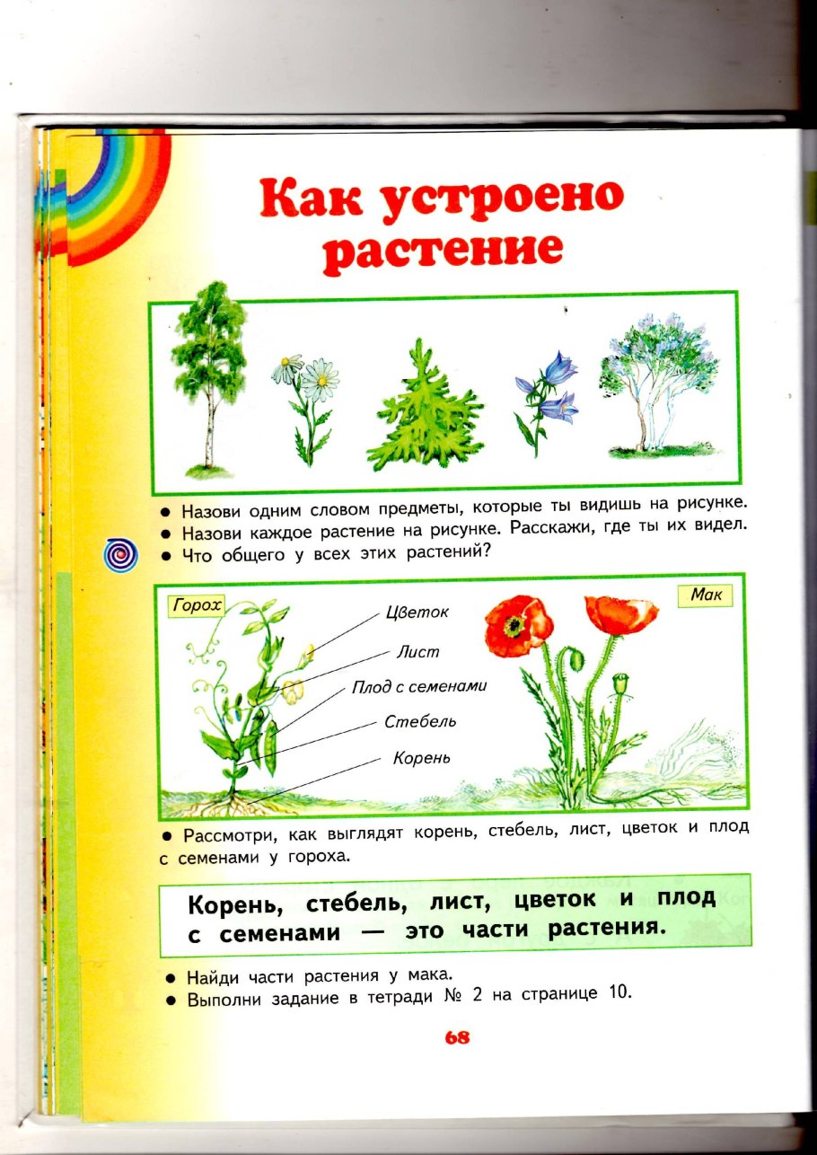 Картофель строение растения