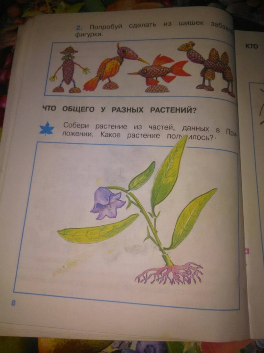 Фиалка трехцветная органы цветкового растения