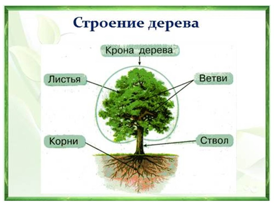 Схема строения герани