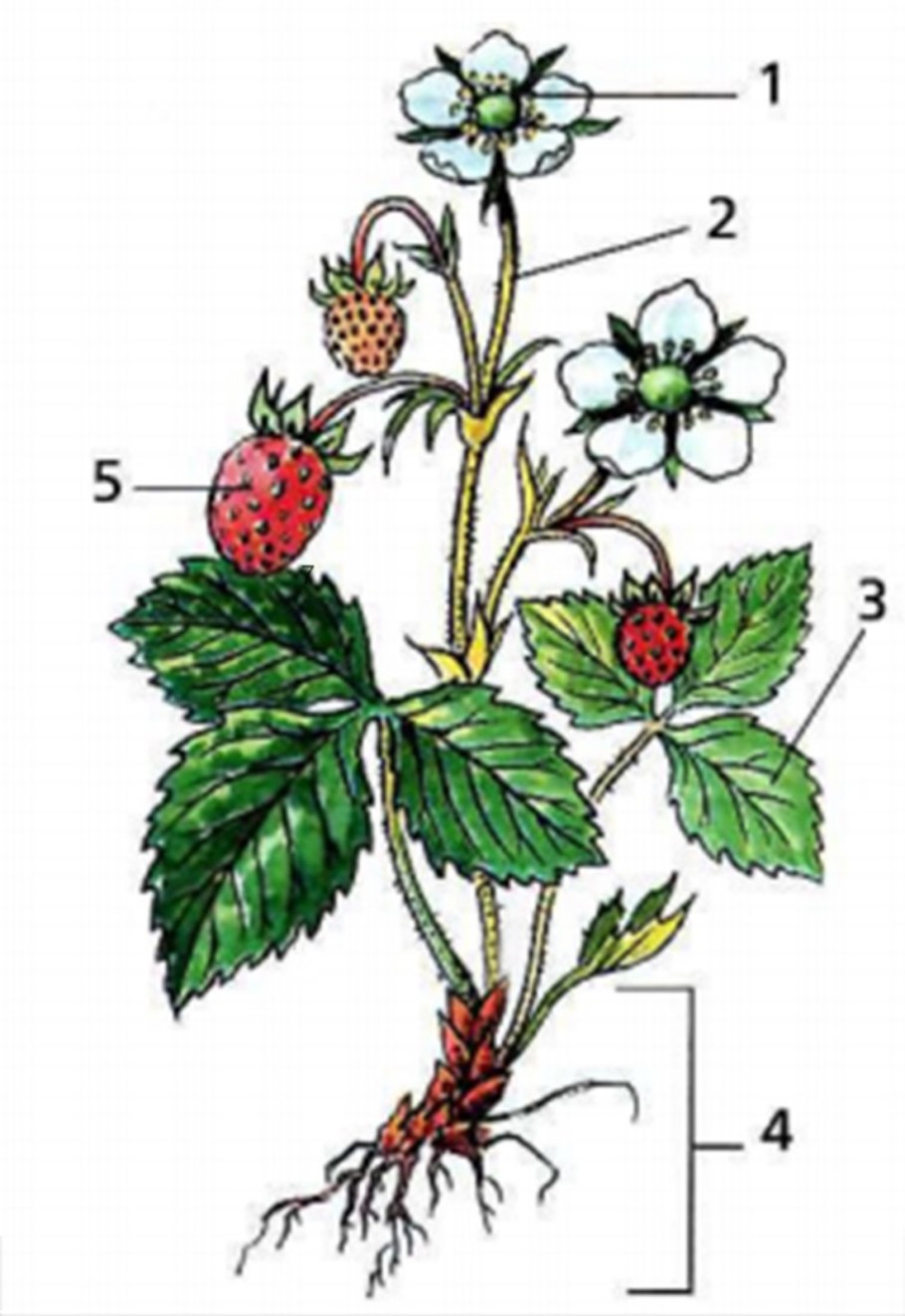 Что общего у растений