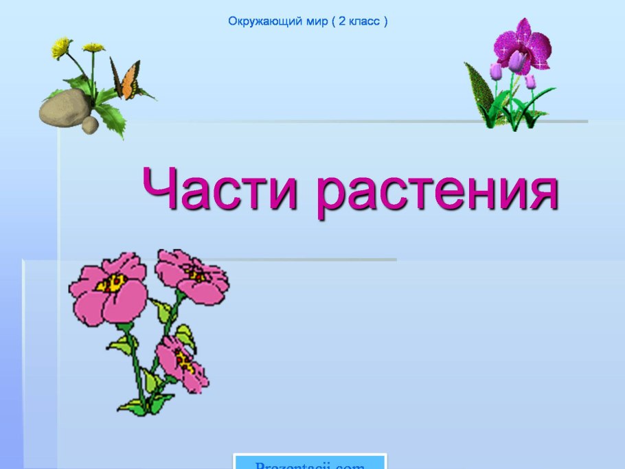 Подпиши части растения