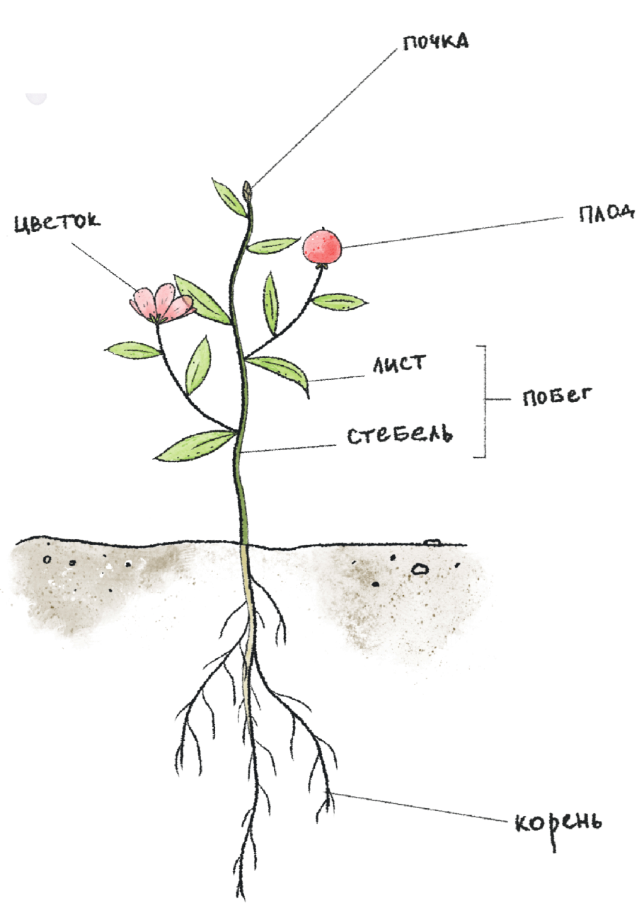 Строение растения