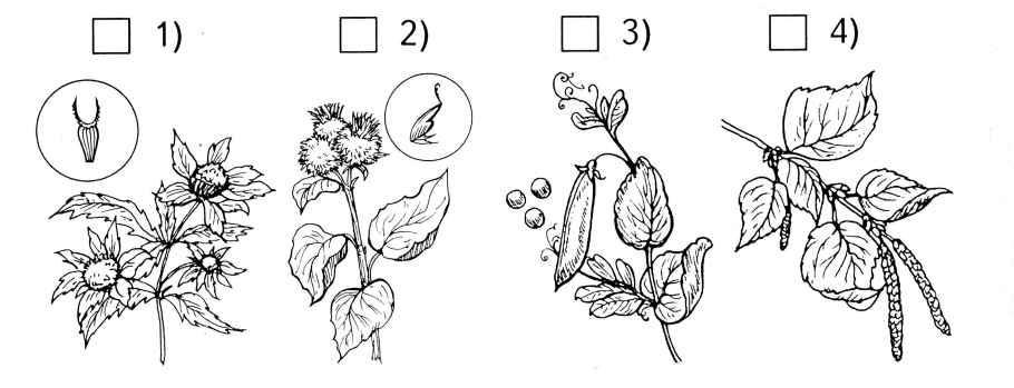 Части растения без подписи