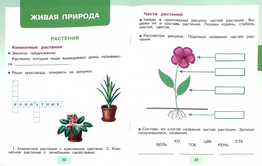 Строение цветка картофеля
