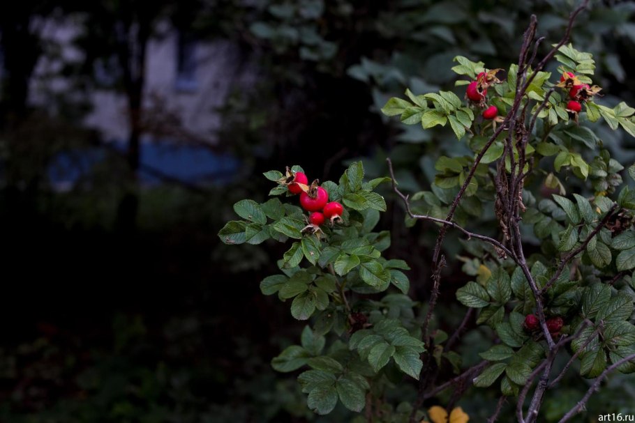 Шиповник Лесной