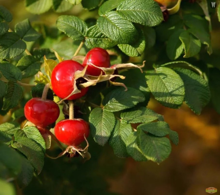 Шиповник Лесной