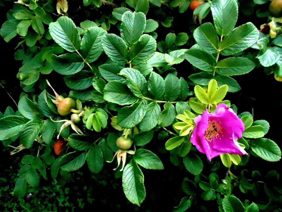 Шиповник Лесной кустарник