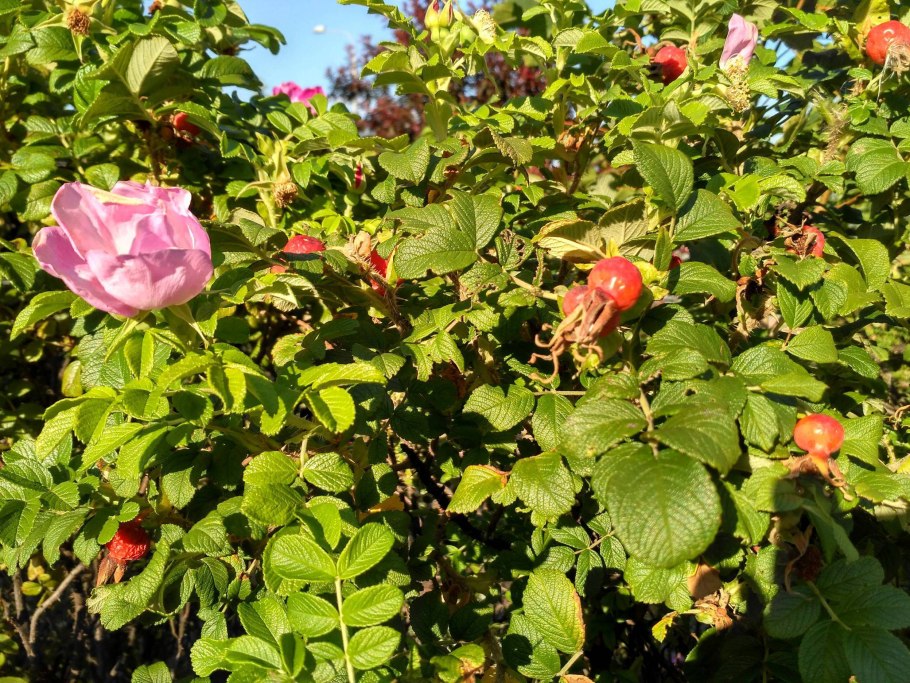 Шиповник бесшипный ВНИВИ