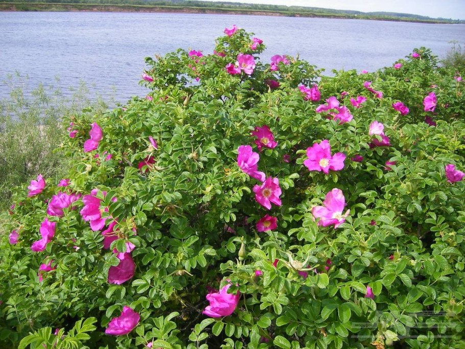 Широколиственные леса шиповник