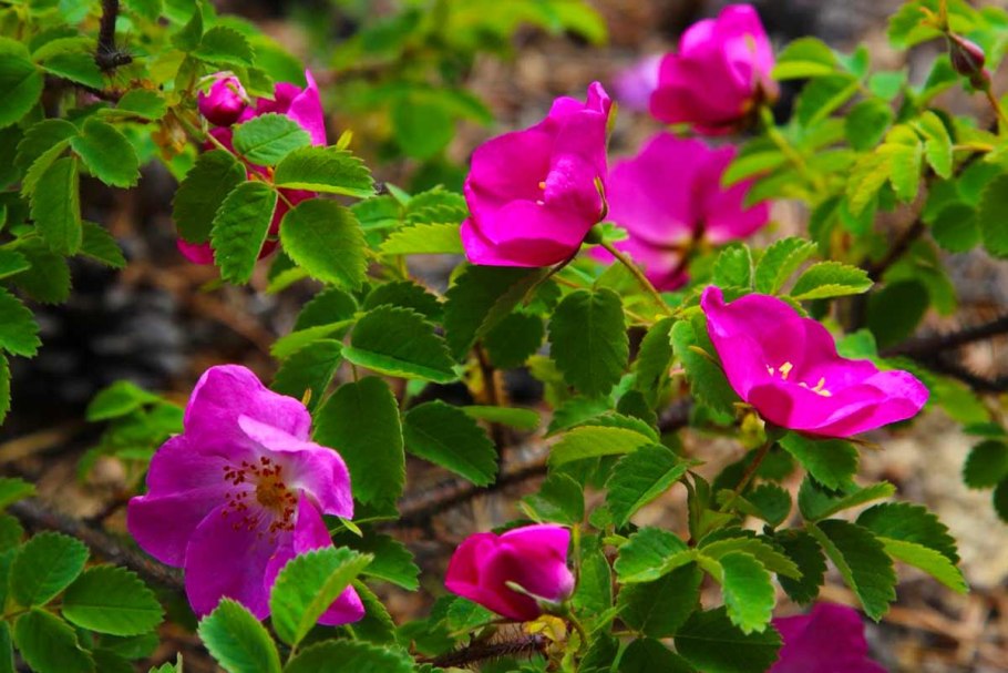 Колючий кустарник Англия