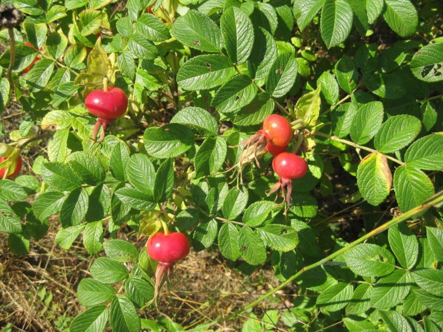 Шиповник Майский (Rosa Majalis)